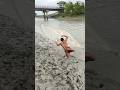 River fishing time catch big fish 🐟 on #fishing #birdfish #reels #shorshort#fish #funny 🎣🕸️🕸️