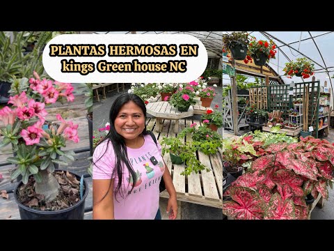 Un hermoso tesoro en el vivero kings greenhouse NC Geranios, rosas del desierto y mas 