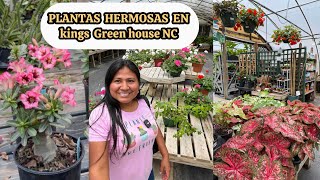 Un hermoso tesoro en el vivero kings greenhouse NC Geranios, rosas del desierto y mas 