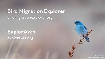 How To Use the Bird Migration Explorer