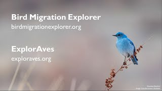 How To Use the Bird Migration Explorer