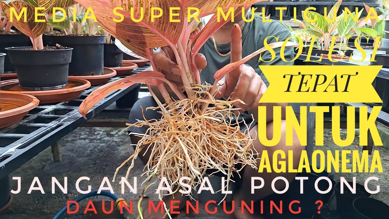 DAUN AGLAONEMA MENGUNING BUKAN PENYAKIT,Media SUPER MULTIGUNA.PANEN DI MAHKOTA ANTHURIUM