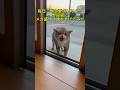 毎日ご飯を要求しにくる野良猫に盛りに盛ったご飯を出してみた