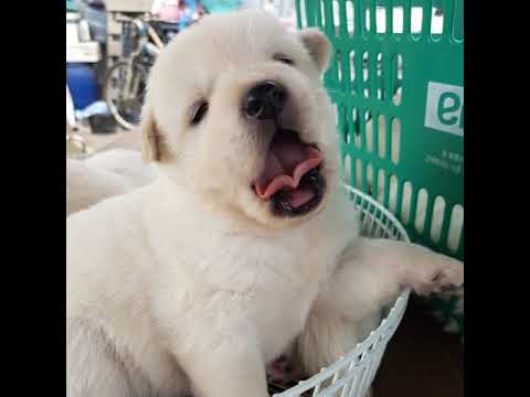 [TJ노래방라운지] 땡벌 - 강진