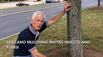 VOLCANO MULCHING-A Worst Green Infrastructure Practice! www.addressearth.com - The Green Connection