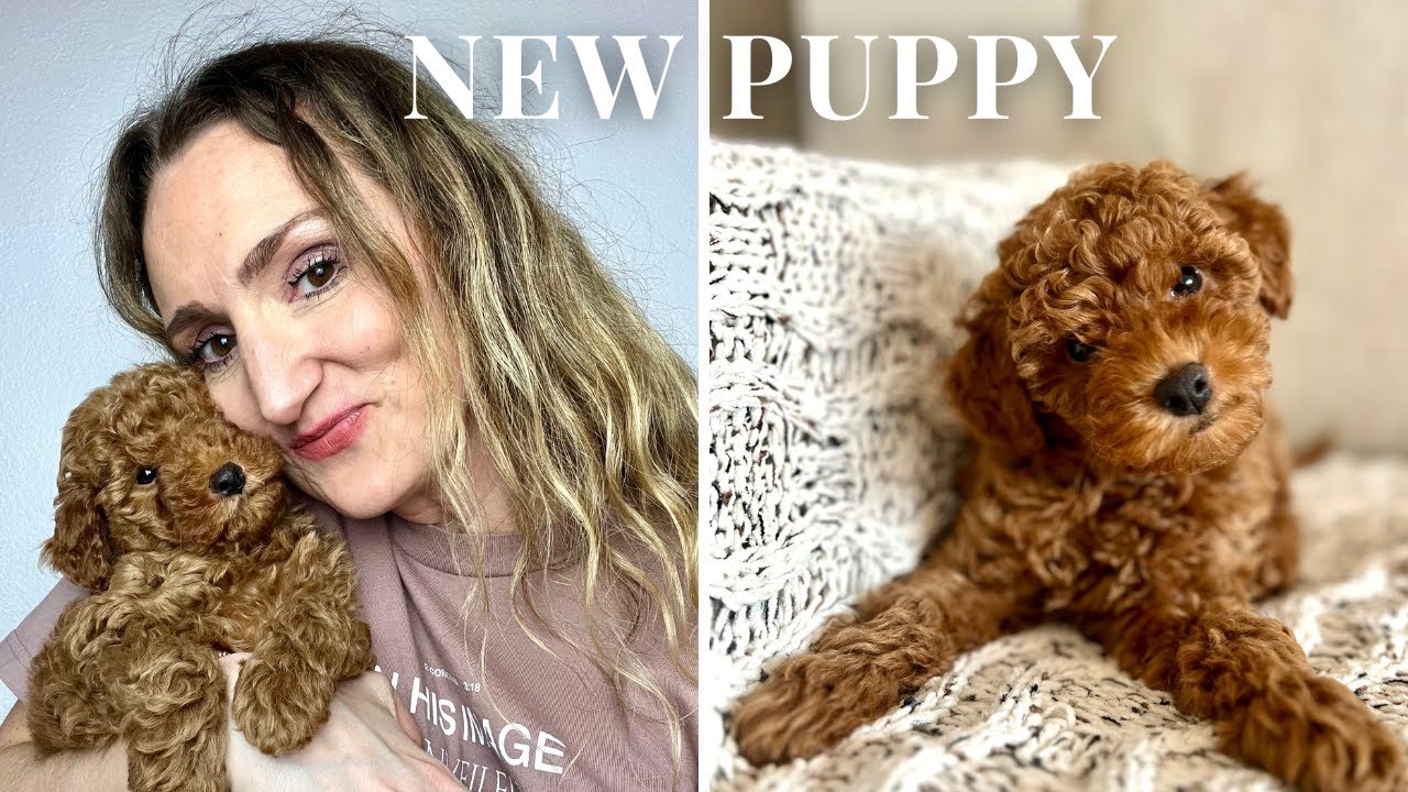 I GOT A PUPPY! getting my 8wk old micro mini golden doodle puppy + amazon puppy haul