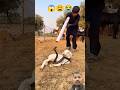 गईश बकरी के बच्चा को सांप ने पूरा लपेट लिया 😱 #video #viralvideo #kingcobra #love 😩😭