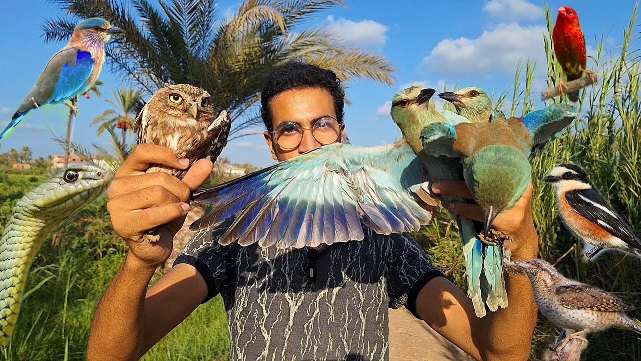 صيد أغرب أنواع الطيور في مصر !