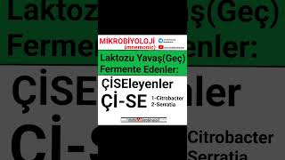 Laktoz() Enterobacter