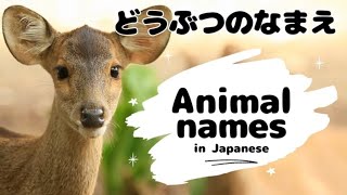 Animal Names In Japanese Language どうぶつのなまえHiraganakatakanaenglishwith Cute Animal Movies