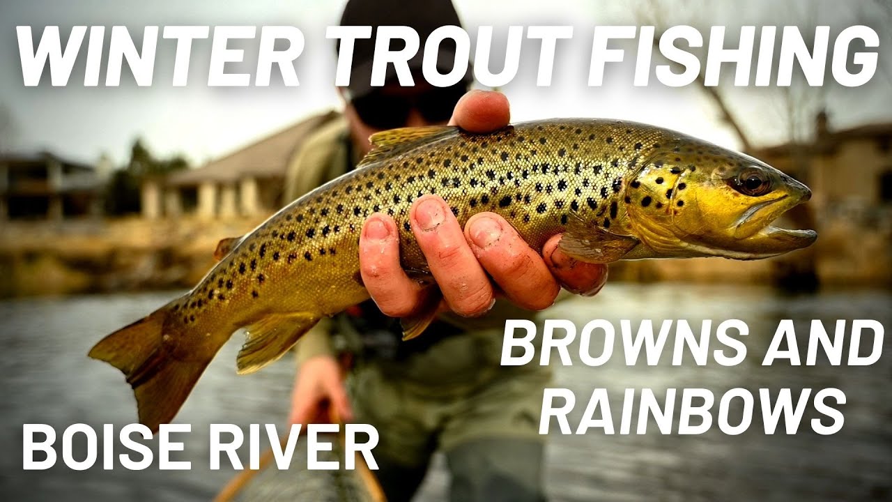 Winter Trout Fishing on the BOISE river The river is FULL of fish