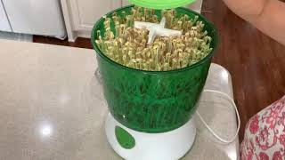 Hướng Dẫn Làm Giá Đỗ Bằng Máy Làm Giá Đỗ Bách Khoa - Giá Đỗ To, Mập Mạp, Ít Rễ