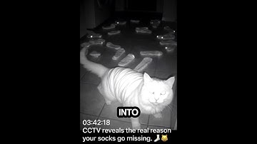 CCTV Catches Cat Stealing Socks at 3AM 🧦😹"#cats #ytshorts