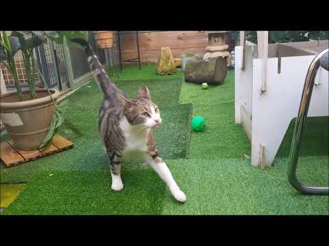 BAWCS Boarding Kennels and Cattery