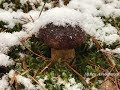 СЛАБОНЕРВНЫМ НЕ СМОТРЕТЬ !!! Польские грибы под снегом в ноябре на каждом шагу ! Рецепт от мамы! ШОК