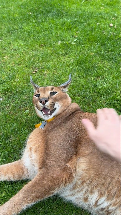 Pumba is tired after a long walk😸