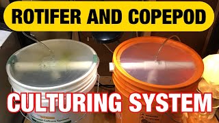 Rotifer and Copepod Culturing System: How to raise rotifers and copepods