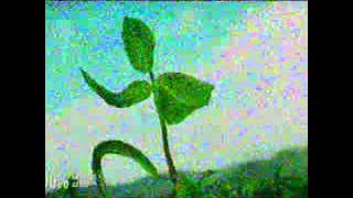 Download lagu RCTI La Menthol 23 48