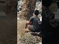 Woodworking project largest tree feeling skills Techniques #shortvideo #treecutting #chainsaw