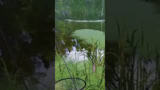 Трофейный лещ в Русской Рыбалке 4!