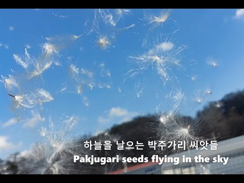 하늘을 날으는 하얀 박주가리 씨앗들 제229회 White Gourd Seeds Flying In The Sky 