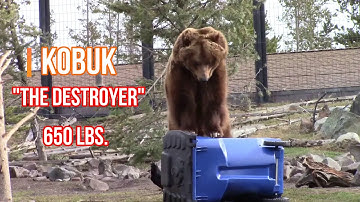 Rehrig Bear Cart Video