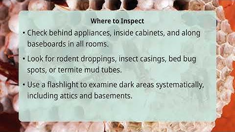 How To Find Hidden Signs Of A Pest Problem?