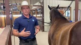 Satisfying Horse Hoof Restoration! A step by step guide of the hows and why’s of horse shoeing!