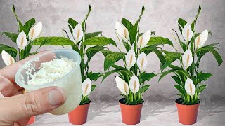 Just 1 glass, makes Spathiphyllum explode with so many flowers (see the incredible result)