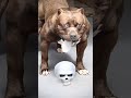 pitbull attitude #dogdays #viral #trending #100k #shorts