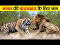 क्या होगा जब भिड़ेंगे जंगल के ये दो सबसे खूंखार शिकारी | Most wanted Fight | Tiger vs Lion