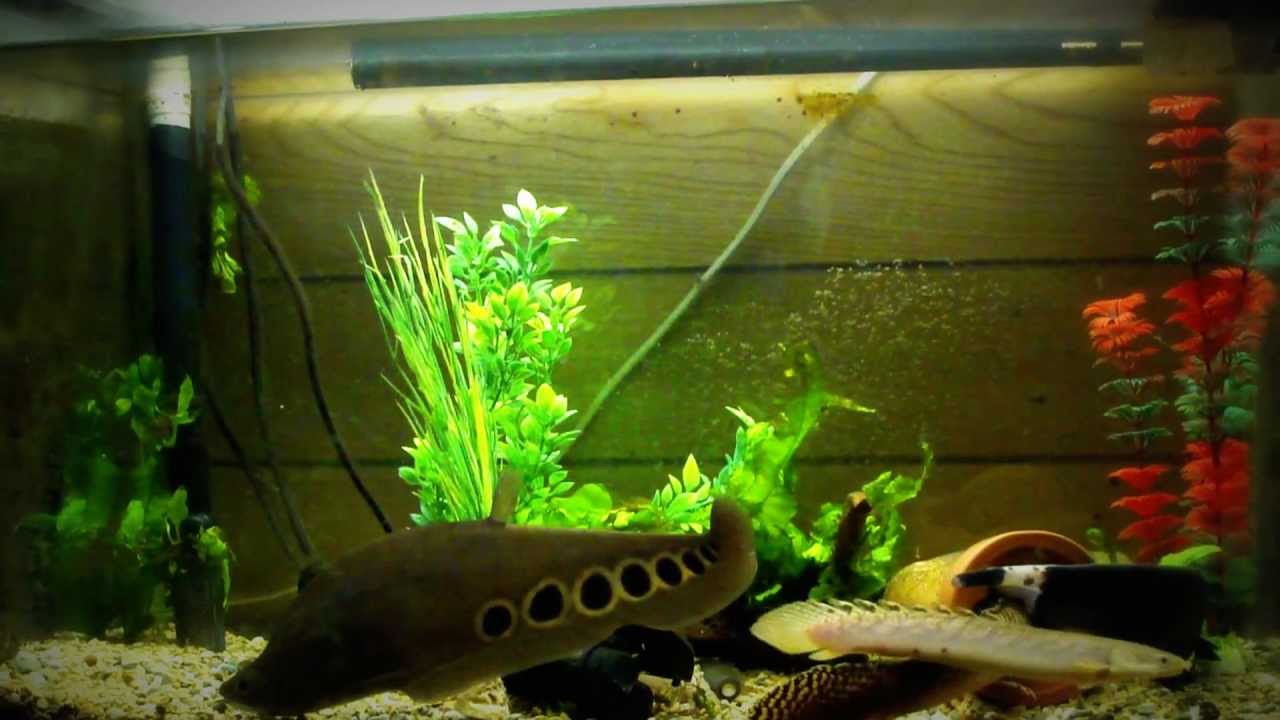 暇潰しwtg ダイソー 偽物の水草