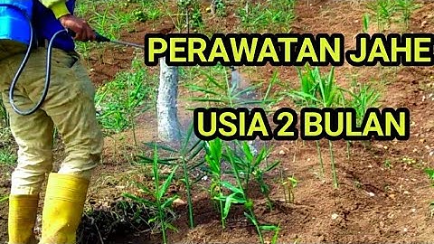 Cara Perawatan Jahe usia 2 bulan sesudah tanam