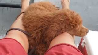 Springer Clan Standard Poodle  Poodles in a Fishing Boat