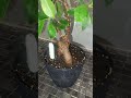 Day 7: Ficus Bonsai Retusa! Gentle watering, soothing tunes, and zen vibes. #chill