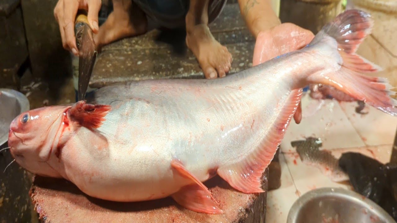 Pankash Fish Amazing Giant Pangas Fish Cutting Live In Bangladesh Fish Market | Fish ...