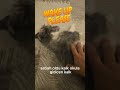 Bu köpeği uyandırmak imkânsız-Waking up this dog #uyuyanköpek #komikköpek #sleepydog #dog #dogvideo
