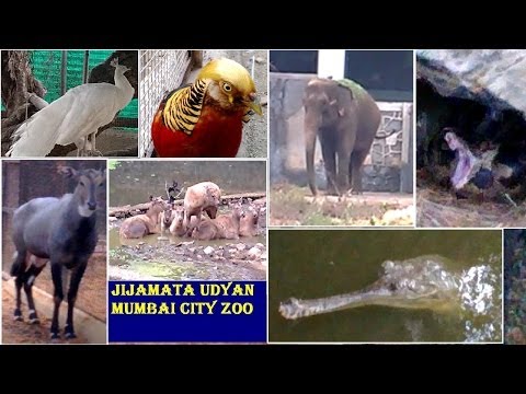 20 staff posts vacant, 2 vets for 471 animals at Byculla Zoo