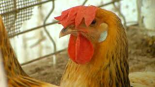 Criadores de la gallina andaluza sureña, empeñados en que sea declarada raza autóctona
