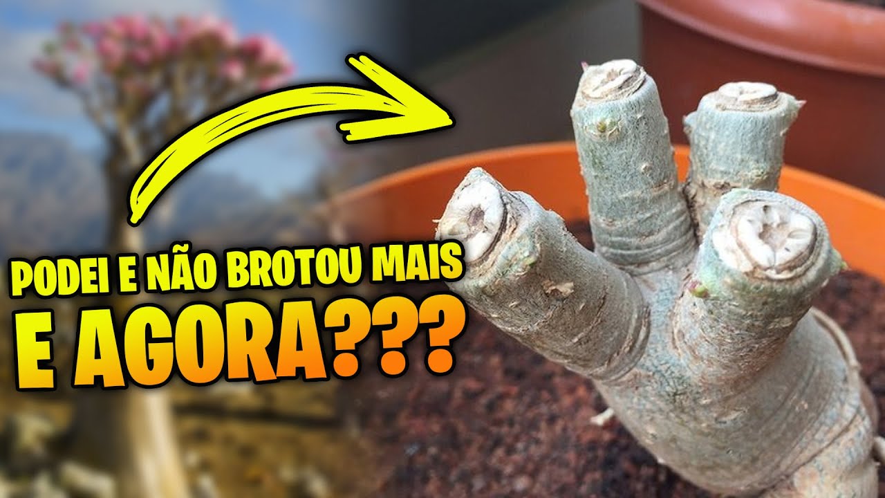 O que fazer quando PODA uma Rosa do Deserto e ela NÃO BROTA MAIS?