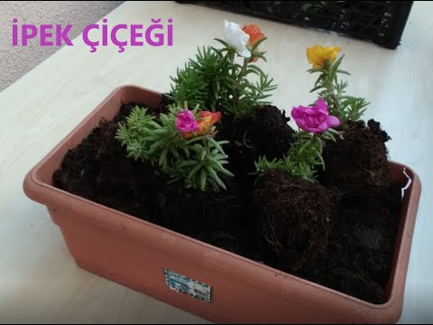 Ipek Cicegi Kedi Tirnagi Nasil Yetistirilir Bakimi Ve Cogaltilmasi Hakkindaki Puf Noktalari Neler Youtube