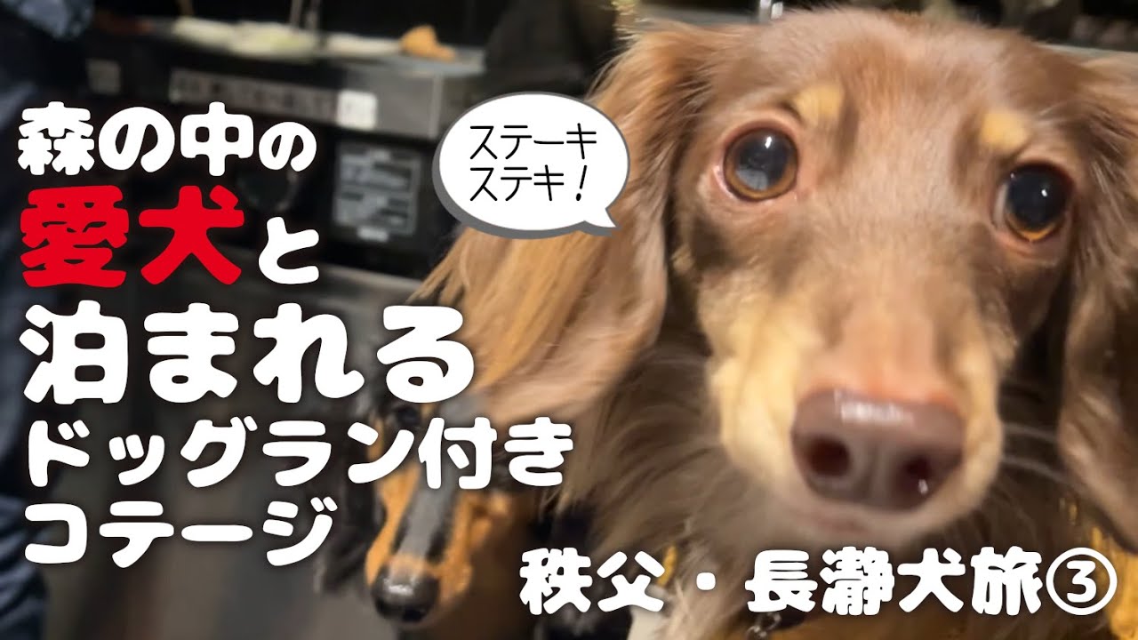 【犬連れ旅行埼玉秩父宿&観光】ペットと泊まれる宿「PICA秩父」さんでBBQ🍖小松沢レジャー農園を観光🐟 長瀞1泊2日わんこ旅3/3 2022.10