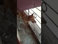 Mummy ne kuch to kaha #shorts #ytshorts #minivlog #explore #vlogs