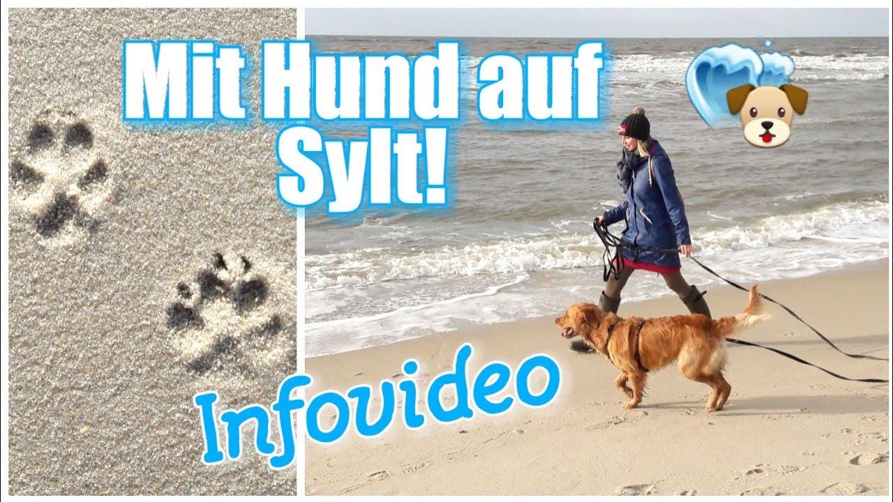 Mit HUND auf SYLT / Infovideo - YouTube
