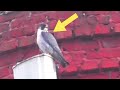 Сокол Сапсан который любит голубей и его наблюдательный пункт. Falcon Peregrine his vantage point