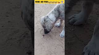 Cute Puppy Funny Short |Cute Puppy Dog Short 👻/#Shorts #Viral #Trending #Tiktok #Shortvideo #Status