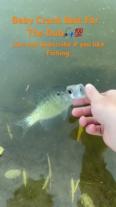 ohio-fishing-video-fish-hardy-crankbaits-fyp-worlds-smallest