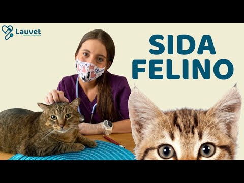 Video: Virus De Inmunodeficiencia Felina En Gatos: Riesgo, Detección Y Tratamiento Del VIF En Gatos
