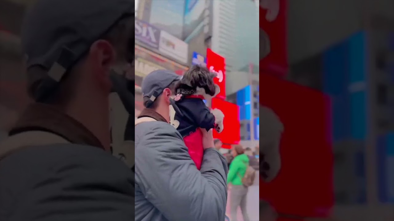 Ultimate Pet Travel Essentials 🐶🐾✈️ | 2&4 Pets Boutique