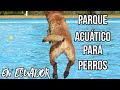 Parque ACUATICO para perros en ECUADOR.